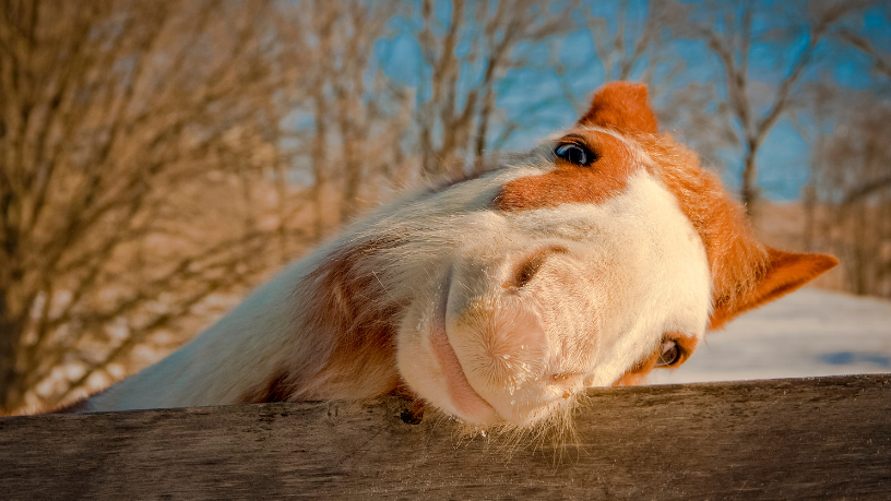 Manejo responsável é sinônimo de bem-estar animal e valorização genética, ressalta Aldo Vendramin.